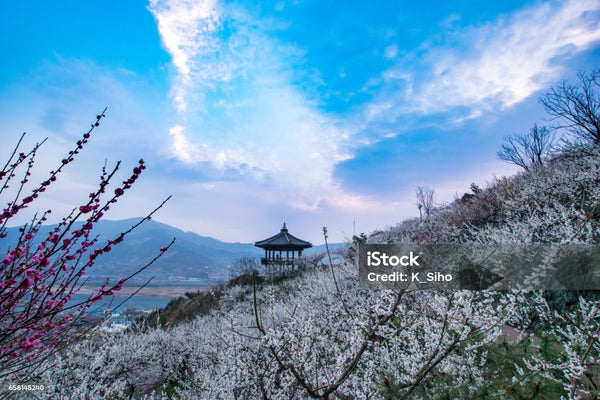 Hoa mận ở làng Gwangyang Maehwa - Du lịch Hàn Quốc