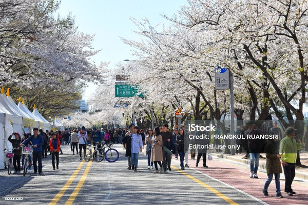 Lễ hội hoa xuân Yeouido - Du lịch Hàn Quốc